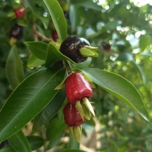 Cherry Rio Grande Live Fruit Tree - Eugenia involucrata - 12-24 inches - Image 3