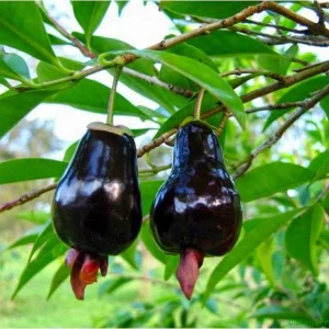 Cherry Rio Grande Live Fruit Tree - Eugenia involucrata - 12-24 inches - Image 4