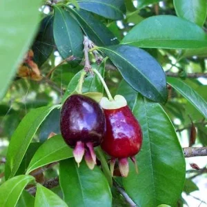 Cherry Rio Grande Live Fruit Tree - Eugenia involucrata - 12-24 inches - Image 5