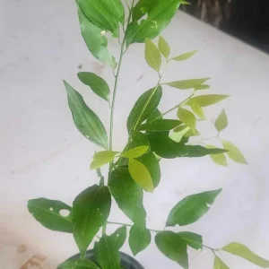 Cinnamon (Cinnamomum verum) Live Plant – True Canela Tree – 12-24 inch Tropical Spice Plant - Image 2