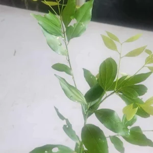 Cinnamon (Cinnamomum verum) Live Plant – True Canela Tree – 12-24 inch Tropical Spice Plant - Image 4