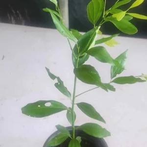 Cinnamon (Cinnamomum verum) Live Plant – True Canela Tree – 12-24 inch Tropical Spice Plant - Image 5