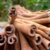 Cinnamon (Cinnamomum verum) Live Plant – True Canela Tree – 12-24 inch Tropical Spice Plant - Image 1