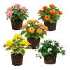 Colorful Lantana Live Plant - Easy Care Outdoor Flowering Garden Shrub - Image 1