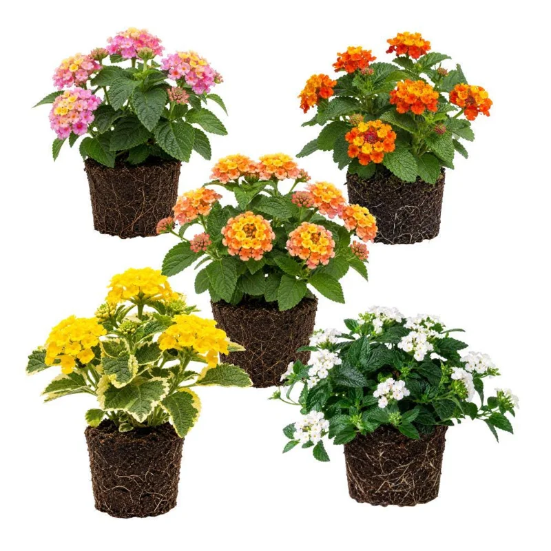 Colorful Lantana Live Plant - Easy Care Outdoor Flowering Garden Shrub - Image 1