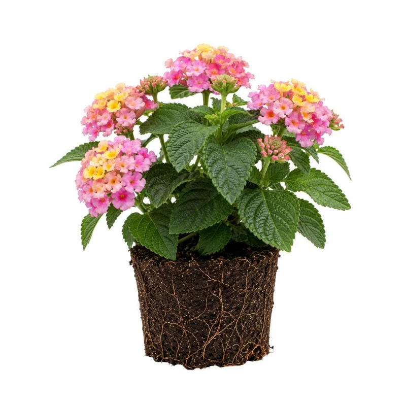 Colorful Lantana Live Plant - Easy Care Outdoor Flowering Garden Shrub - Image 2