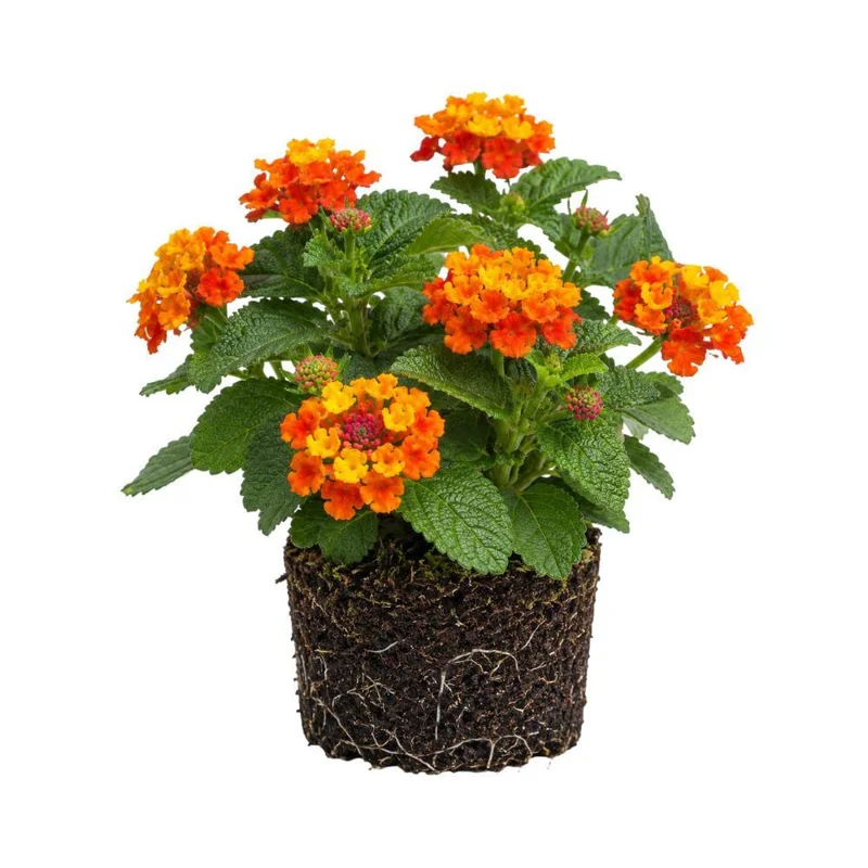 Colorful Lantana Live Plant - Easy Care Outdoor Flowering Garden Shrub - Image 3