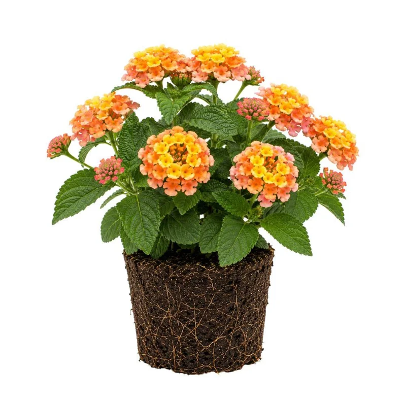 Colorful Lantana Live Plant - Easy Care Outdoor Flowering Garden Shrub - Image 4