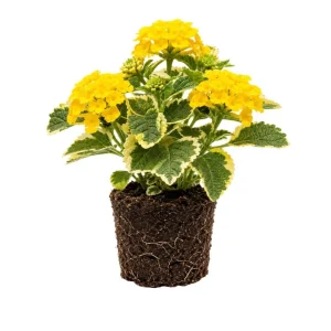 Colorful Lantana Live Plant - Easy Care Outdoor Flowering Garden Shrub - Image 5