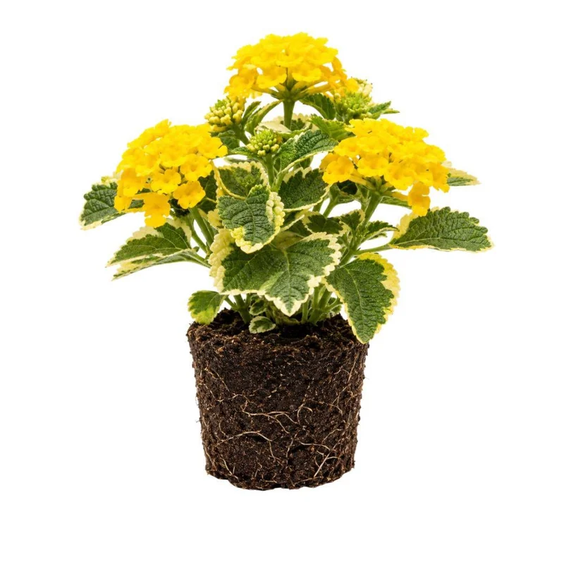 Colorful Lantana Live Plant - Easy Care Outdoor Flowering Garden Shrub - Image 5