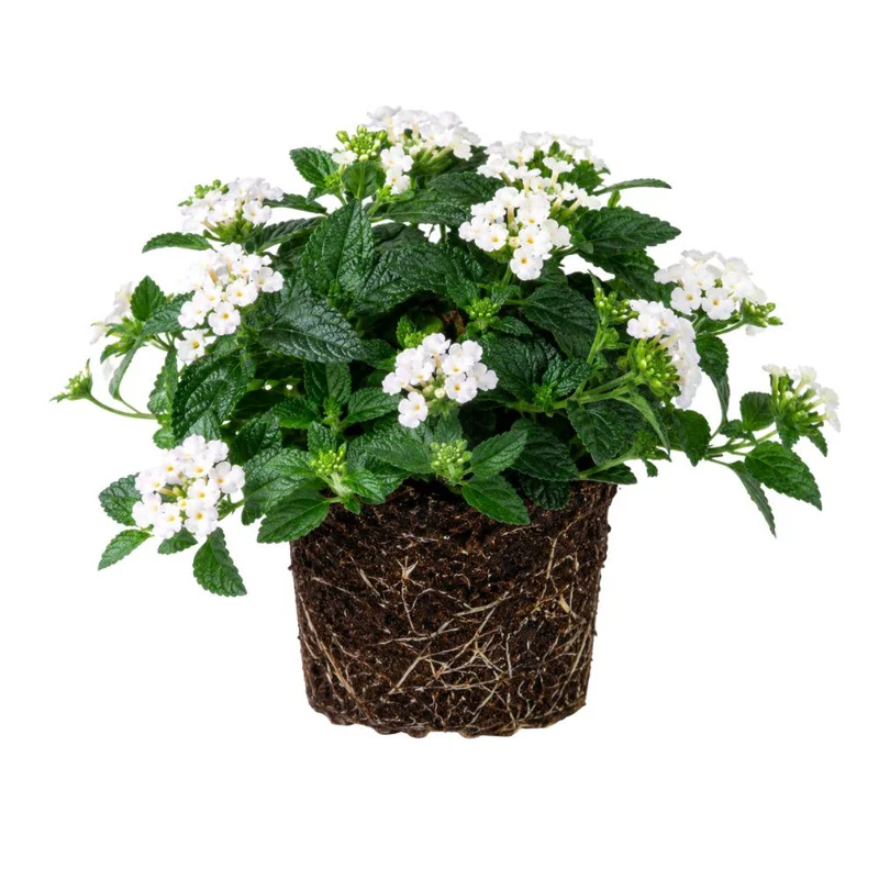 Colorful Lantana Live Plant - Easy Care Outdoor Flowering Garden Shrub - Image 6