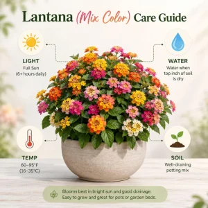 Colorful Lantana Live Plant - Easy Care Outdoor Flowering Garden Shrub - Image 8