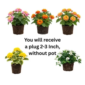 Colorful Lantana Live Plant - Easy Care Outdoor Flowering Garden Shrub - Image 9