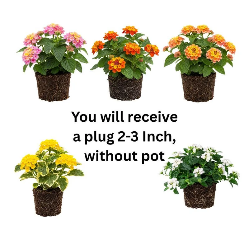 Colorful Lantana Live Plant - Easy Care Outdoor Flowering Garden Shrub - Image 9