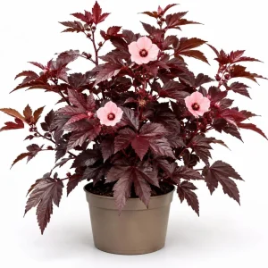 Cranberry Hibiscus Live Plant – Hibiscus Acetosella Starter 4-7 Inches Tall – Red Foliage – Indoor Outdoor Garden Patio - Image 1