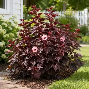 Cranberry Hibiscus Live Plant – Hibiscus Acetosella Starter 4-7 Inches Tall – Red Foliage – Indoor Outdoor Garden Patio - Image 2