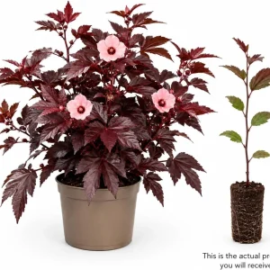 Cranberry Hibiscus Live Plant – Hibiscus Acetosella Starter 4-7 Inches Tall – Red Foliage – Indoor Outdoor Garden Patio - Image 3