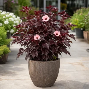 Cranberry Hibiscus Live Plant – Hibiscus Acetosella Starter 4-7 Inches Tall – Red Foliage – Indoor Outdoor Garden Patio - Image 4