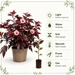 Cranberry Hibiscus Live Plant – Hibiscus Acetosella Starter 4-7 Inches Tall – Red Foliage – Indoor Outdoor Garden Patio - Image 6