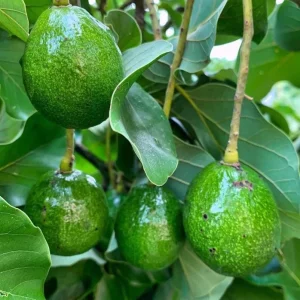 Creole Avocado Live Tree - 18-24 inch Aguacate Drymifolia, Fruit Tree - Image 2