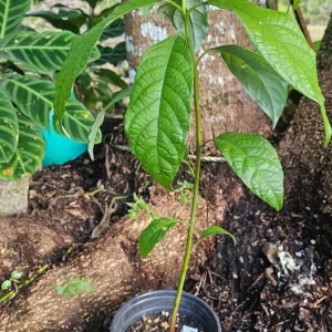 Creole Avocado Live Tree - 18-24 inch Aguacate Drymifolia, Fruit Tree - Image 4