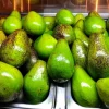 Creole Avocado Live Tree - 18-24 inch Aguacate Drymifolia, Fruit Tree - Image 1