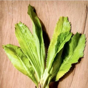 Culantro Live Plant (Recao) - Long Coriander, Eryngium foetidum, 8-12 inches tall - Image 2