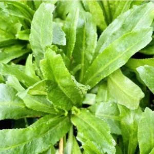 Culantro Live Plant (Recao) - Long Coriander, Eryngium foetidum, 8-12 inches tall - Image 4