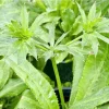 Culantro Live Plant (Recao) - Long Coriander, Eryngium foetidum, 8-12 inches tall - Image 1