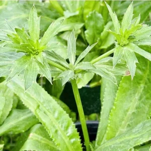 Culantro Live Plant (Recao) - Long Coriander, Eryngium foetidum, 8-12 inches tall - Image 1