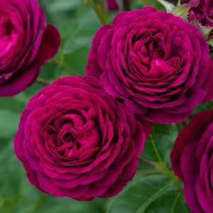 Dark Purple Rose Plant - Live Floribunda Bush, Fragrant Flowers, 4-6 Inch Tall - Image 2