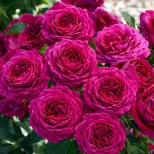 Dark Purple Rose Plant - Live Floribunda Bush, Fragrant Flowers, 4-6 Inch Tall - Image 3
