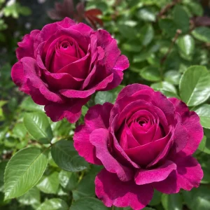 Dark Purple Rose Plant - Live Floribunda Bush, Fragrant Flowers, 4-6 Inch Tall - Image 4