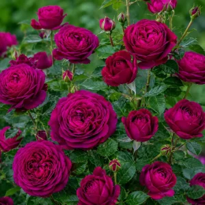Dark Purple Rose Plant - Live Floribunda Bush, Fragrant Flowers, 4-6 Inch Tall - Image 5
