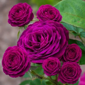 Dark Purple Rose Plant - Live Floribunda Bush, Fragrant Flowers, 4-6 Inch Tall - Image 6