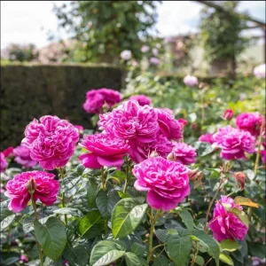 Deep Pink Rose Plant Live - Fragrant Perennial Flowering Bush, 4-6 Inch - Image 2