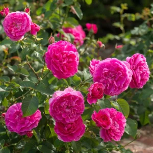 Deep Pink Rose Plant Live - Fragrant Perennial Flowering Bush, 4-6 Inch - Image 3