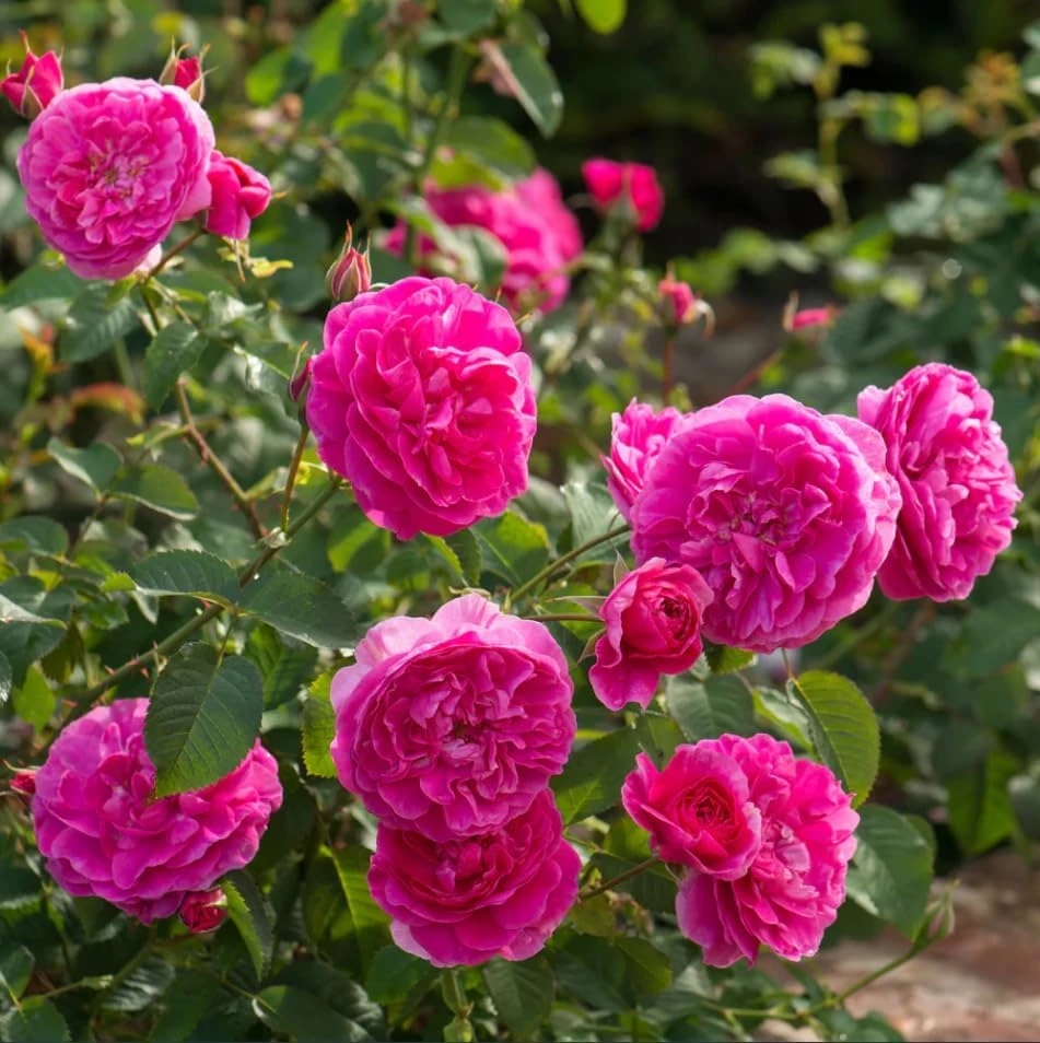 Deep Pink Rose Plant Live - Fragrant Perennial Flowering Bush, 4-6 Inch - Image 3