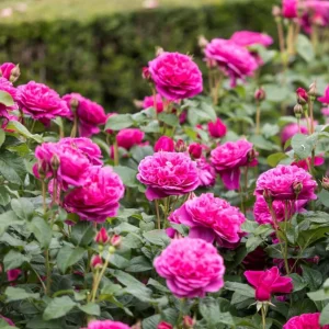 Deep Pink Rose Plant Live - Fragrant Perennial Flowering Bush, 4-6 Inch - Image 4