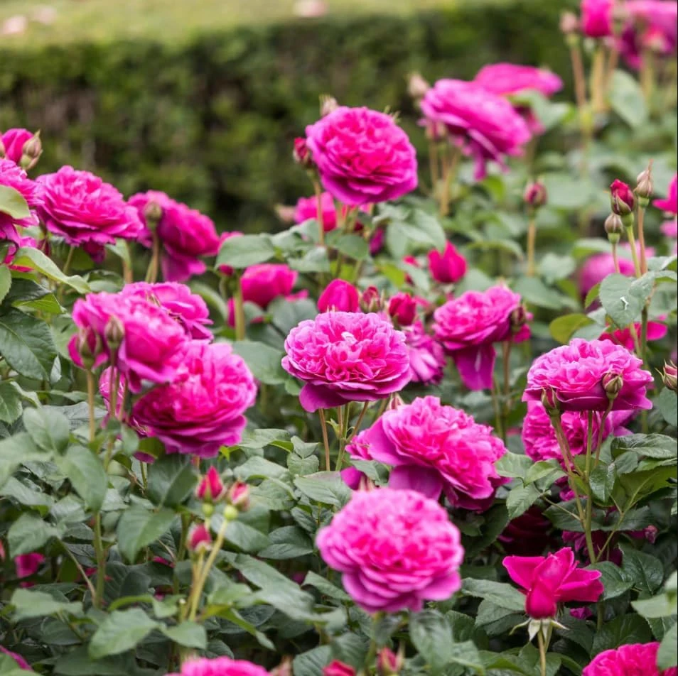 Deep Pink Rose Plant Live - Fragrant Perennial Flowering Bush, 4-6 Inch - Image 4