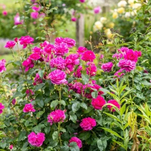 Deep Pink Rose Plant Live - Fragrant Perennial Flowering Bush, 4-6 Inch - Image 5
