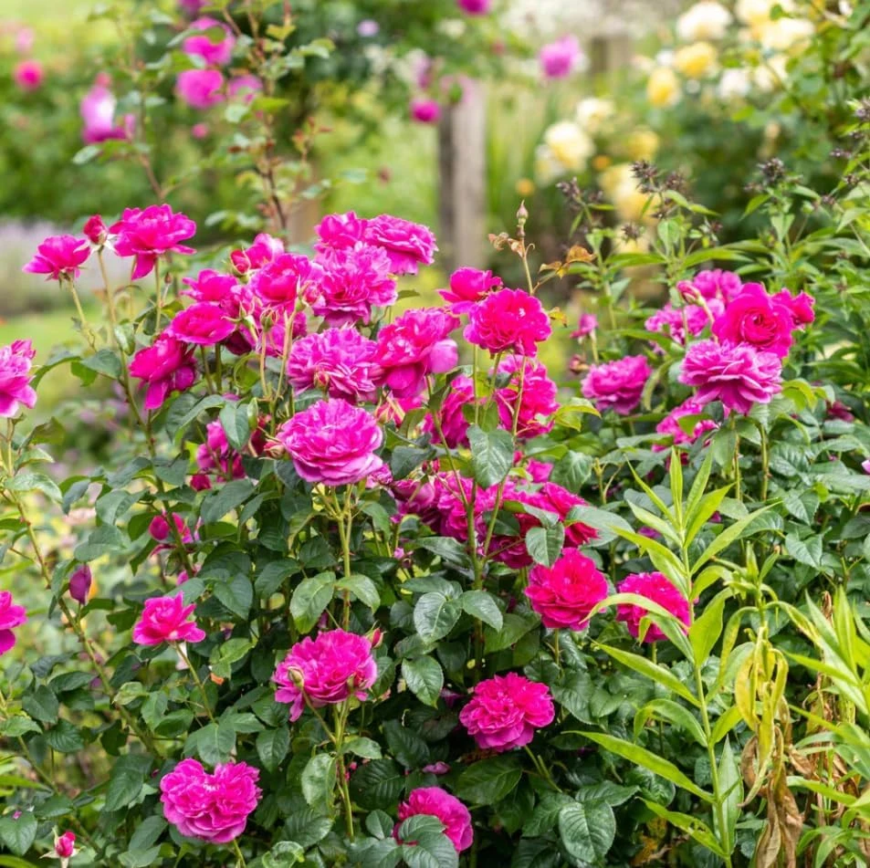 Deep Pink Rose Plant Live - Fragrant Perennial Flowering Bush, 4-6 Inch - Image 5