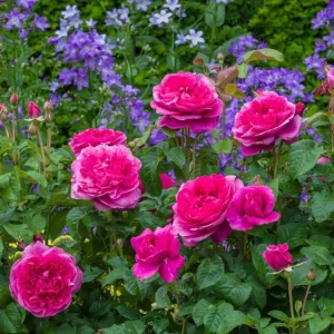Deep Pink Rose Plant Live - Fragrant Perennial Flowering Bush, 4-6 Inch - Image 6