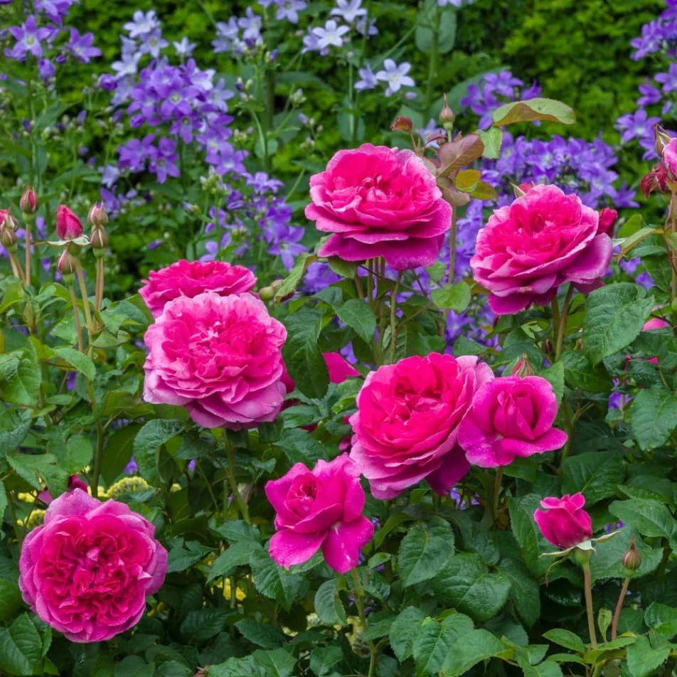 Deep Pink Rose Plant Live - Fragrant Perennial Flowering Bush, 4-6 Inch - Image 6