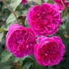 Deep Pink Rose Plant Live - Fragrant Perennial Flowering Bush, 4-6 Inch - Image 1