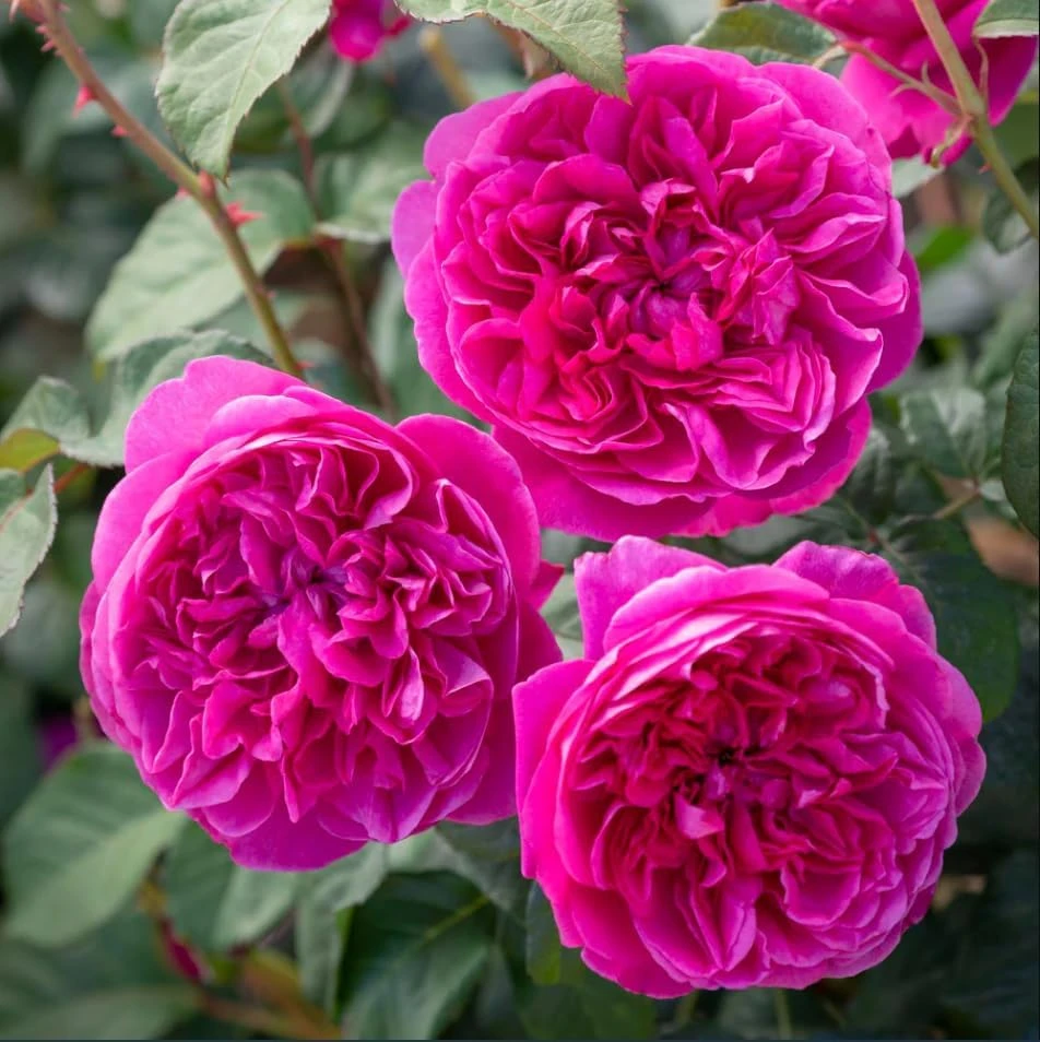 Deep Pink Rose Plant Live - Fragrant Perennial Flowering Bush, 4-6 Inch - Image 1