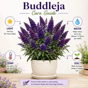 Deep Purple Buddleja Live Plant – Vibrant Lavender Bush for Pollinators – Outdoor - Image 2