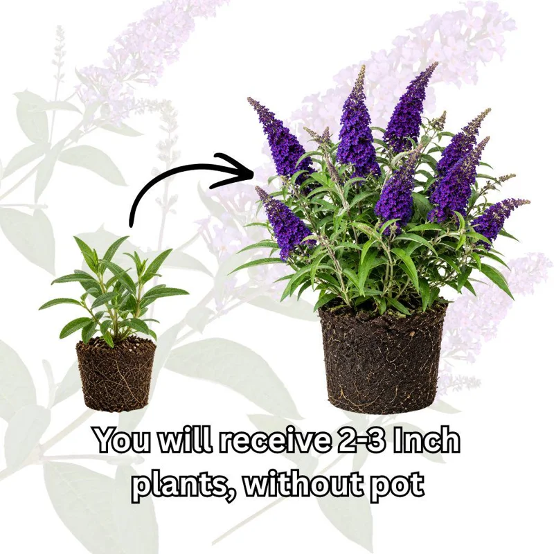 Deep Purple Buddleja Live Plant – Vibrant Lavender Bush for Pollinators – Outdoor - Image 3