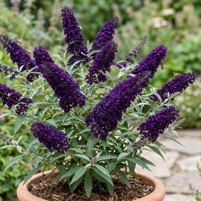 Deep Purple Buddleja Live Plant – Vibrant Lavender Bush for Pollinators – Outdoor - Image 5