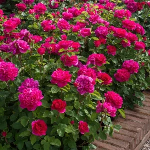 Deep Red Pink Rose Plant Live - Fragrant Flowering Bush, 4-6 Inch Tall - Image 2